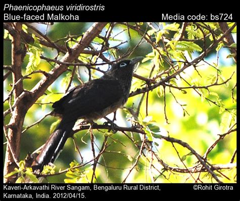 Phaenicophaeus viridirostris (Jerdon, 1840) - Blue-faced Malkoha | Birds