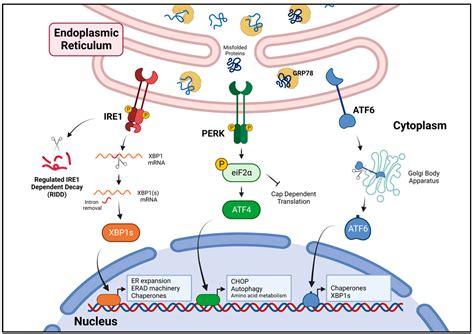 Unfolding the Interactions between Endoplasmic Reticulum Stress and Oxidative Stress