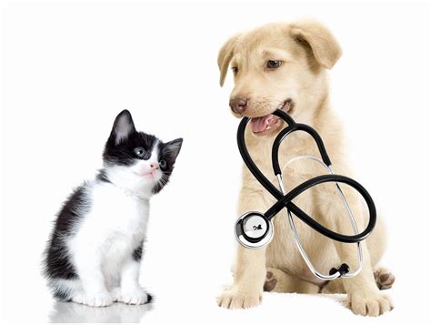 Expert Veterinary Care at Seminole Trail Animal Hospital