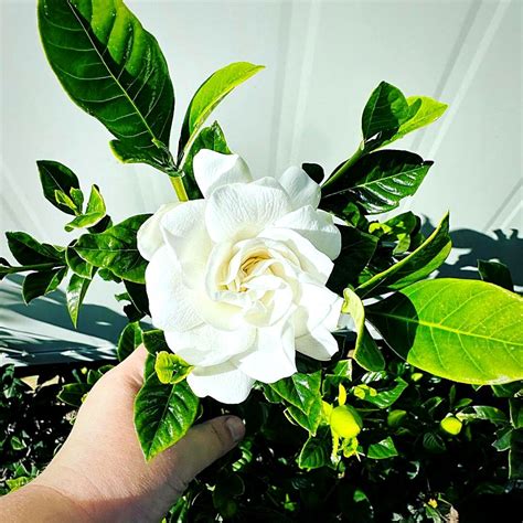 White Flowering Perennial Shrubs to Enhance Your Garden