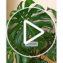 Ugaoo Monstera Deliciosa Live Indoor Plant with Pot