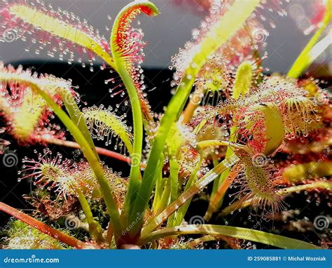 Drosera Sundew - Carnivorous Plant Stock Image - Image of plants ...