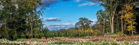 SOLD OUT! Dreamland Flower Farm: Tour and Dahlia Growing Tips, 15 ...