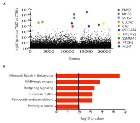 Revealing Temozolomide Resistance Mechanisms via Genome-Wide CRISPR ...