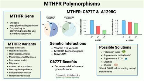 MTHFR Mutation: What is it? How to check your raw data.