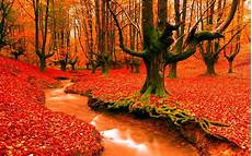 Nature High Resolution Fall Desktop Backgrounds by Forest Tree Wallpaper Colourful River Backgrounds Nature High Resolution Fall Desktop Backgrounds