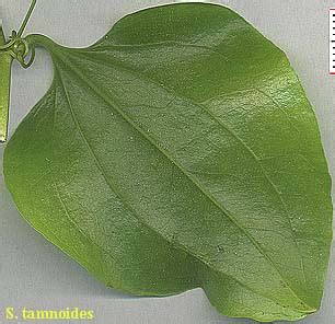 Monocots 的图像结果