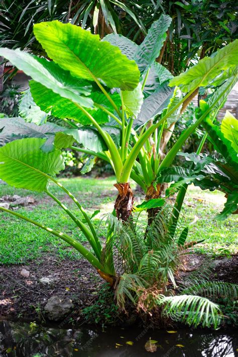 Premium Photo | Tropical green plants with huge leaves near the pond in ...