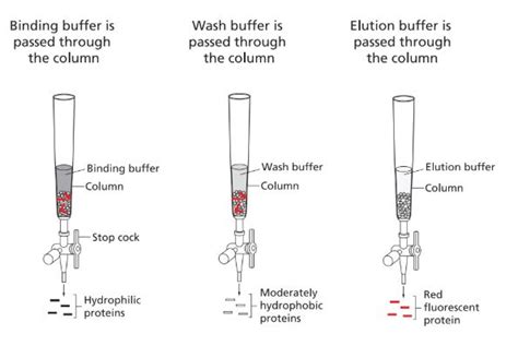 Image result for Purifying GFP Using Column Chromatography