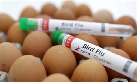 Mexico taking 'preventative measures' after bird flu found in U.S ...