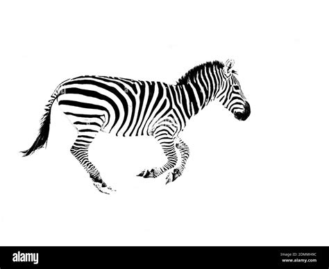 Image result for Zebra Side View