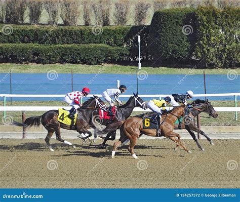 Winning at Aqueduct Racetrack Editorial Photography - Image of winners ...