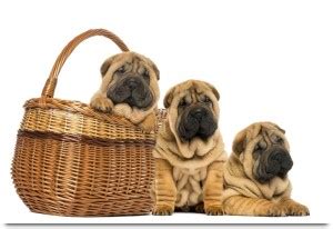 Cute Puppies Paper Print - Animals posters in India - Buy art, film ...