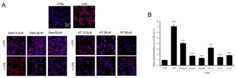 EVOO Polyphenols Exert Anti-Inflammatory Effects on the Microglia Cell ...