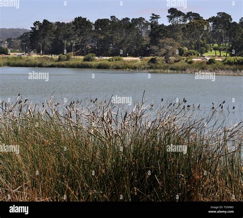 San Francisco Lake Merced High Resolution Stock Photography and Images ...