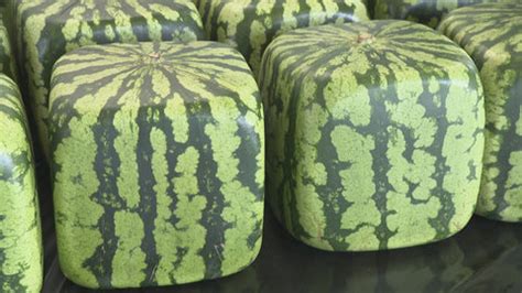 All About Japan’s Square-Shaped Watermelons