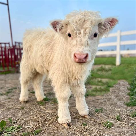 Paris (Cream Highland heifer Miniature cow for sale ...