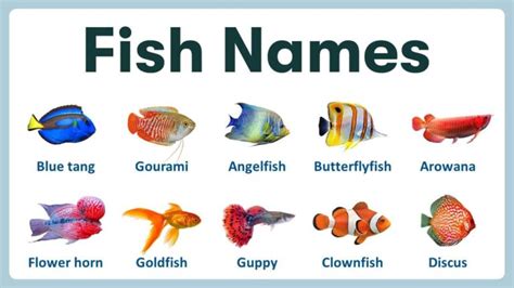 Image result for Fish Shell Argparse Examples