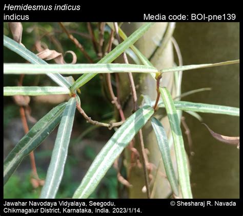 Hemidesmus indicus | Butterfly