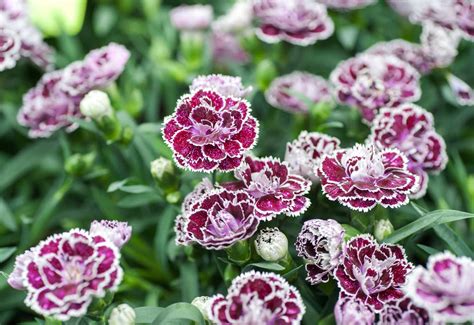 Carnation Flower Perennial Growing Dianthus Or Carnations In Ohio, And