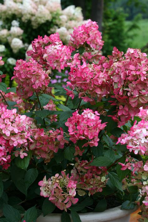 Fire Light® - Panicle Hydrangea - Hydrangea paniculata | Proven Winners