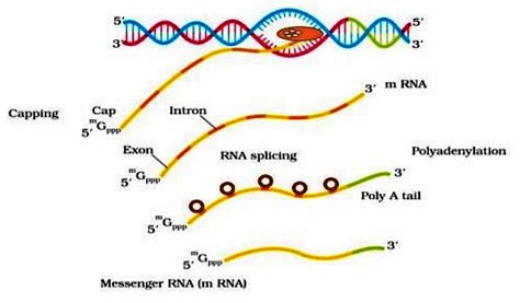 Mindmap: Molecular basis of Inheritance - Biology Class 12 - NEET PDF ...