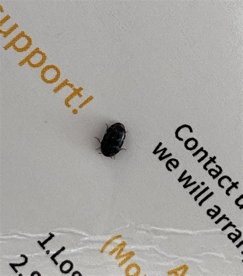 Carpet Beetle Exterminator at Alexander Feinstein blog