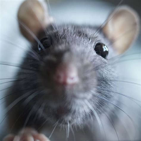 Soñar con ratas ¿Que Significa? Explicación 100% Real!