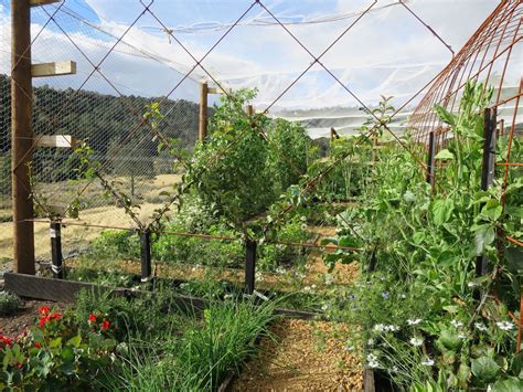 Pruning and Espalier Fruit, 12361 Highland Lakes Road, Golden Valley ...