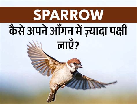 Feeding Mealworms to Birds—Full Guide with Tips