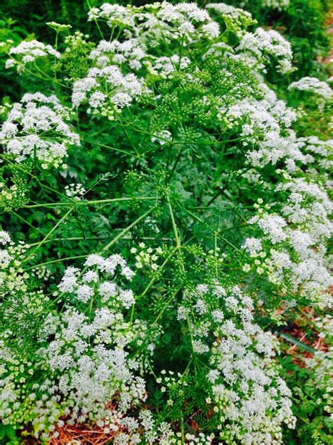 Poison hemlock exploding across Lancaster County | Local News ...
