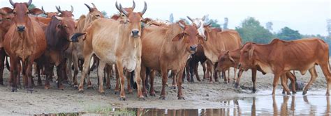 Goshala Donation: Online Cow Donation in India |Krishnayan Gauraksha