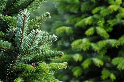 Christmas mini sessions at Johnson Family Christmas Tree Farm in Paris ...