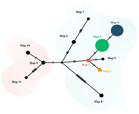 Morphometric and Molecular Insights into Hepatozoon spp. in Wild and ...