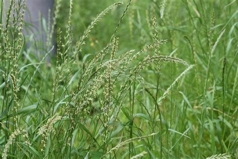 Perennial Ryegrass (Lolium perenne) - Great Basin Seed