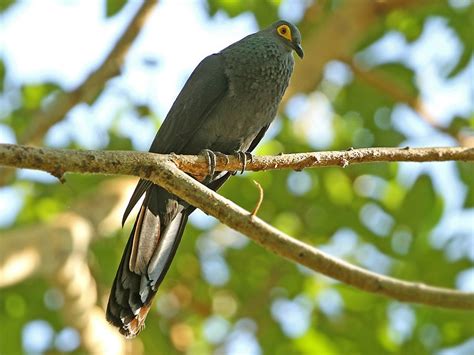Slaty Cuckoo-Dove - eBird