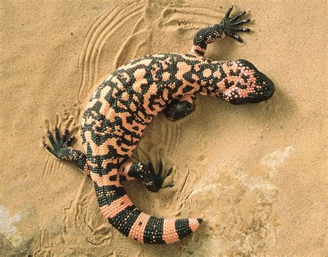 Gila monster | Description, Habitat, & Facts | Britannica