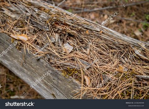 Image result for Tree with Bark Rot
