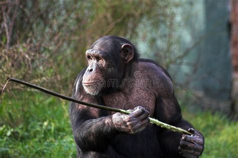 Image result for Chimps Using Sticks for Tools