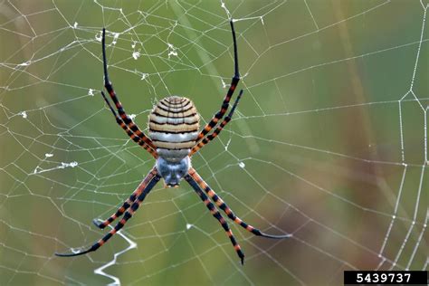 Banded Garden Spider