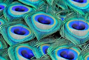 Image result for White Peacock Feathers