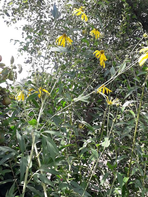Rudbeckia laciniata L. | Plants of the World Online | Kew Science