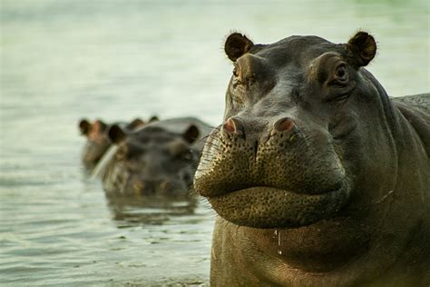 Image result for Hippo vs Python