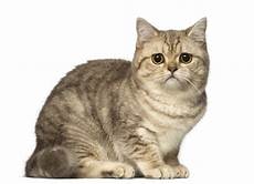 cat breeders shorthair breeders australia cat breeders shorthair breeders australia