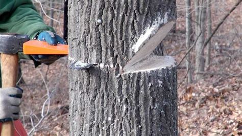 Image result for Reverse Angle Tree Felling Cut