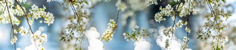 Image result for Springfree