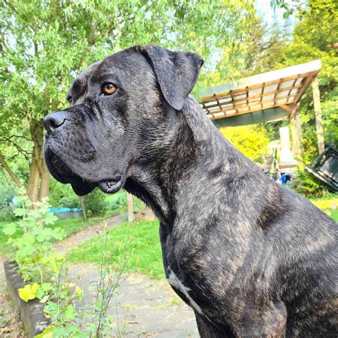 Cane Corso Boxer Mix: Everything We Know About It