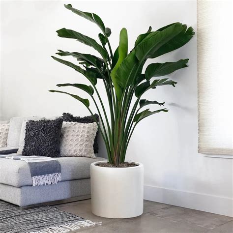 11 Best Large Indoor Plants To Change Your Home Environment | Large ...
