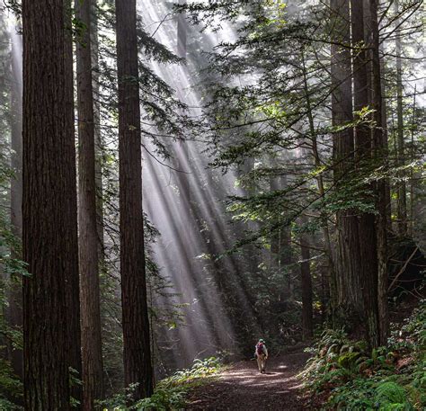 10 best redwood parks on the San Francisco Peninsula | Save the ...