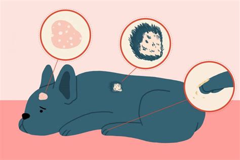 What is the most common bacterial skin infection in dogs?